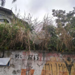 Terreno Barro Branco
