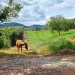 GLEBAS RURAIS EM PIRACAIA A PARTIR 20.000 M², EXCELENTE PARA CHÁCARAS E FAZENDINHAS