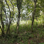 Tapiraí Sp - Sítio Santa Clara - Area de 12,1 ha - composto por casa principal, galpões poço artesiano, ótima área para plantios. Fica localizado a aproximadam. 1 quilômetro da prefeitura. Area preservação permanente- 4,6 ha - Area aproveitável - 4,6 ha - area utilizada rural - 2,5 ha -R$ 750.000,00