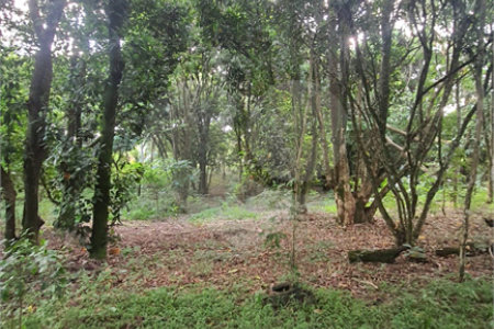 Chácara - São Carlos