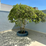 Excelente Sobrado