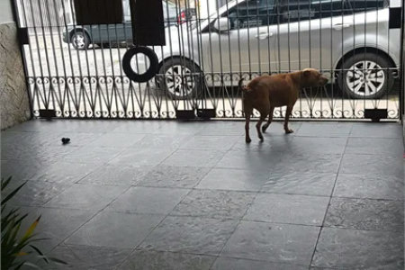 Sobrado à venda com 3 quartos, sendo 1 suíte, em Jardim Olympia, São Paulo, SP