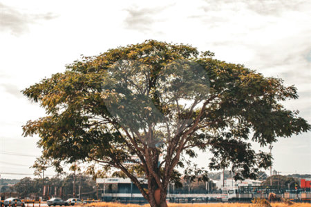 Terrenos Estratégicos – Avenida Getúlio Vargas | 9.262,02 m² (Potencial: 11.437,80 m²)
