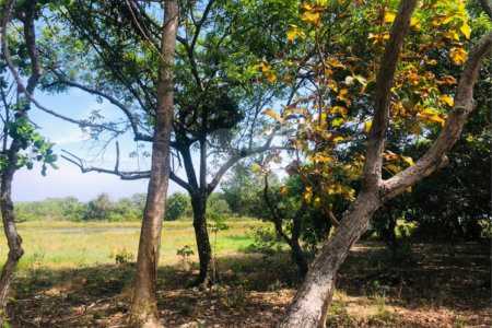 Sítio à venda com 3 quartos em Área Rural de Três Lagoas, Três Lagoas, MS