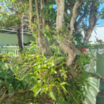 Indaiatuba- Jardim Feres - Terreno murado com 280 ms , sendo 10,00 de frente - terreno com piscina , paisagismo, churrasqueira, varanda, garagem,- R$ 600.000,00, podendo agregar a casa ao lado de sua propriedade, no valor de R$ 1.100.000,00 - aceita permuta com apartamento de 2 dorms, região central