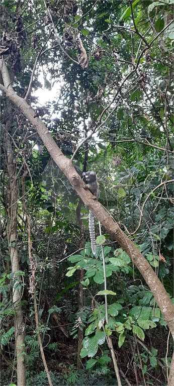Terreno à venda em Tucuruvi, São Paulo, SP