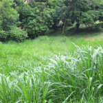 Terreno à venda em Marambaia, Vinhedo, SP