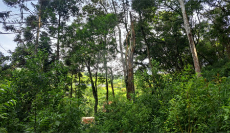 Terreno à venda em Serra da Cantareira, Mairiporã, SP