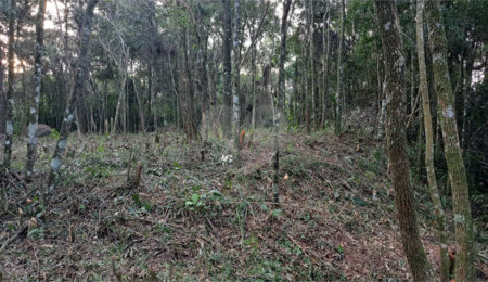 Terreno à venda em Roseira, Mairiporã, SP