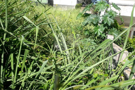 Terreno à venda em Jardim São Bento, São Paulo, SP