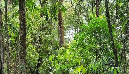 Terreno à venda em Serra da Cantareira, Mairiporã, SP