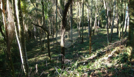 Casa em condomínio à venda com 4 suítes em Serra da Cantareira, Mairiporã, SP