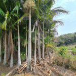 Ribeirão Grande - Bairro ferreira dos Matos - Sítio de 30.000 metros - R$ 600.000,00