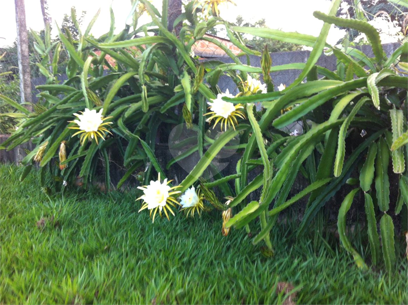 Chácara à venda com 5 quartos em Parque Planalto, Araraquara, SP