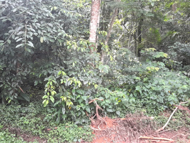 Terreno à venda em Roseira, Mairiporã, SP