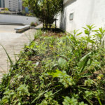 Apartamento à venda ou para alugar com 3 quartos, sendo 1 suíte,  em Real Parque, São Paulo, SP