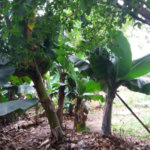 Casa à venda com 4 quartos, sendo 1 suíte, em Jardim Helga, São Paulo, SP