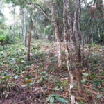Terreno à venda em Serra da Cantareira, Mairiporã, SP
