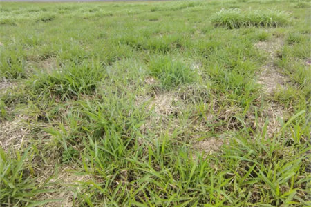 LOTE À VENDA NO PARADISE GARDENS DE 176 M² -Porteira preta/SP