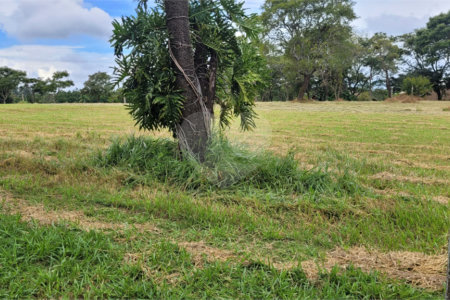 Loteamento Residencial no Condomínio Vila Pinhal do Broa.