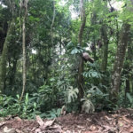 Terreno à venda em Serra da Cantareira, Mairiporã, SP