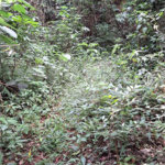 Terreno à venda em Serra da Cantareira, Mairiporã, SP
