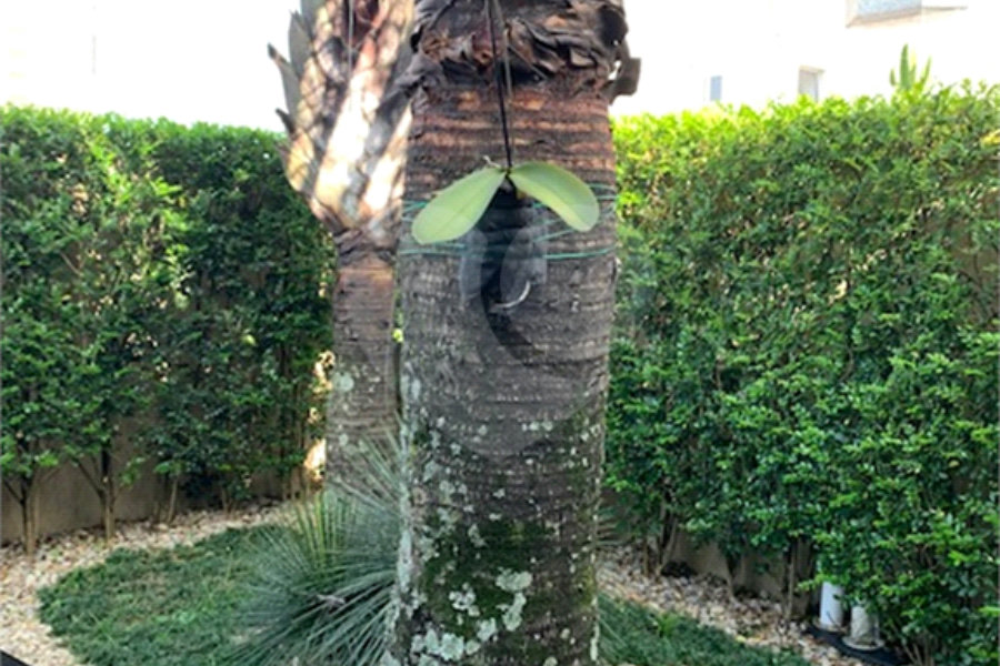 Sobrado à venda com 3 suítes em Santana, São Paulo, SP