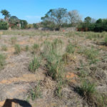 Terreno à venda em Jardim Colombo, Itapetininga, SP