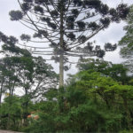 Casa à venda com 4 suítes no condomínio Jardim da Montanha I, Mairiporã - SP