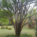 Terreno à venda em Jardim Bela Vista, Guarulhos, SP