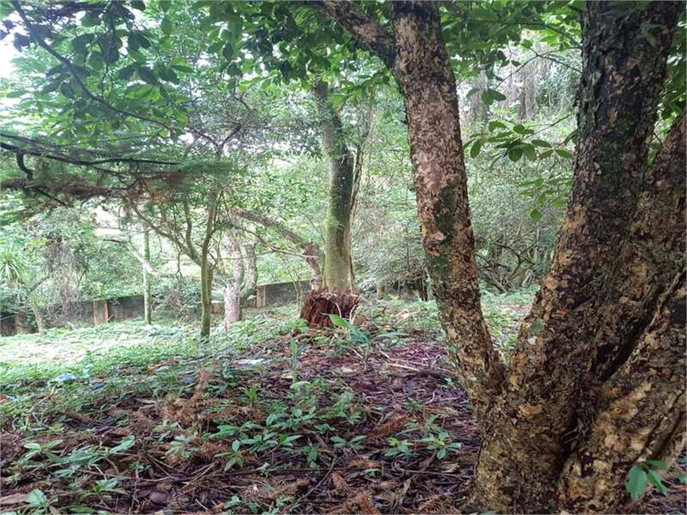 Terreno à venda no condomínio Associação Reserva das Hortênsias, Mairiporã - SP
