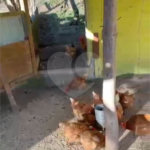Chácara à venda com 3 quartos, sendo 1 suíte,  em Loteamento Jardim Nova Ibiúna, Ibiúna, SP
