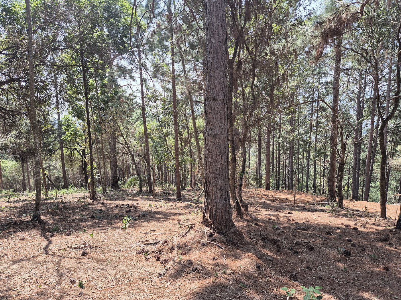 Fazenda Elisa - Fase 3