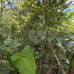 Chácara à venda com 3 quartos, sendo 1 suíte, no Centro, Araçoiaba da Serra, SP