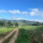 Terreno à venda com 5 quartos, sendo 4 suítes, em Vila Aparecida, Suzano, SP