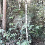 Terreno à venda em Roseira, Mairiporã, SP