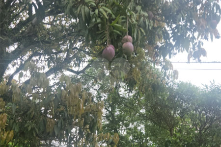 Chácara à venda com 4 quartos em Jardim Arujá, Arujá, SP