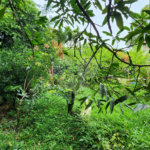 Chácara à venda com 3 quartos, sendo 1 suíte, em Jardim Buru, Salto, SP