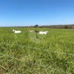 Fazenda à venda com 2 quartos em Canabrava, João Pinheiro, MG