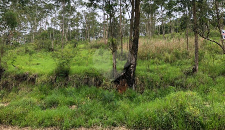Terreno à venda em Serra da Cantareira, Mairiporã, SP