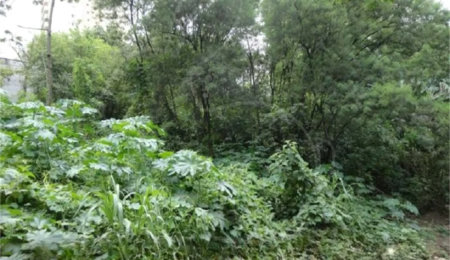 Terreno à venda em Vila Suzana, São Paulo, SP