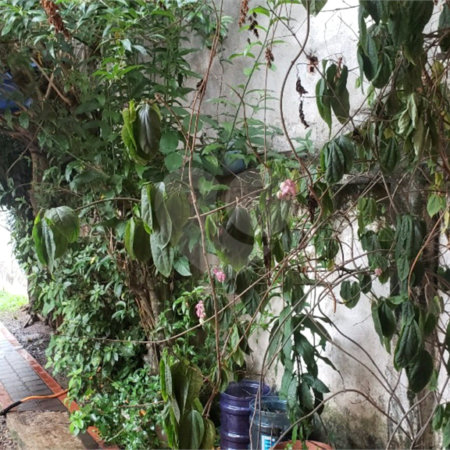 Casa Térrea à venda com 3 quartos em Jardim Marajoara, São Paulo, SP