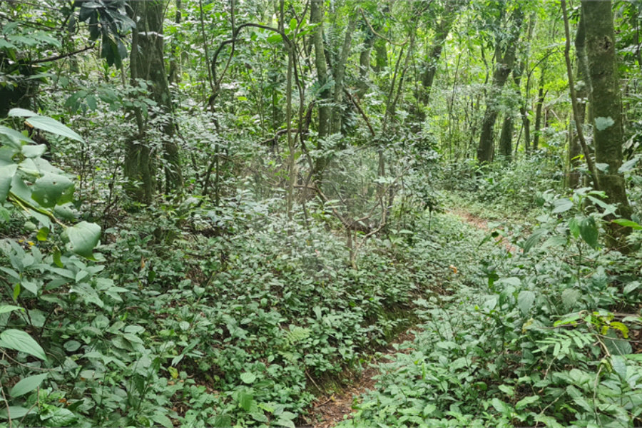 Terreno à venda em Caraguatá, Mairiporã, SP