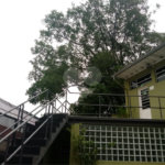 Casa à venda com 4 quartos em Jardim Paineiras, São Paulo, SP