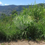 Terreno à venda em Luiz Fagundes, Mairiporã, SP