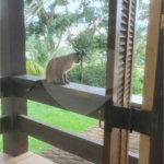 Chácara à venda com 4 quartos, sendo 3 suítes, em Campos de Atibaia, Atibaia, SP