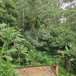 Terreno à venda em Vila Albertina, São Paulo, SP