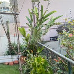 Casa à venda com 4 quartos, sendo 2 suítes,  em Vila Sônia, São Paulo, SP