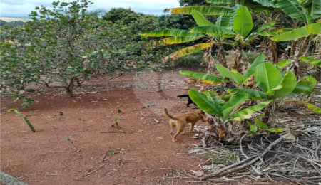 Terreno à venda em Chácara Fernão Dias, Bragança Paulista, SP
