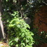 Terreno à venda com 3 quartos em Casa Verde, São Paulo, SP